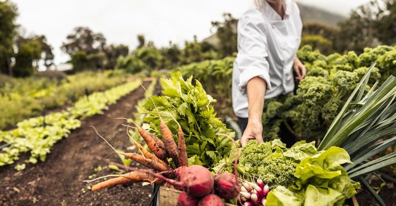 The Distinction Between Agricultural Biotechnology And Dwelling-Grown Meals