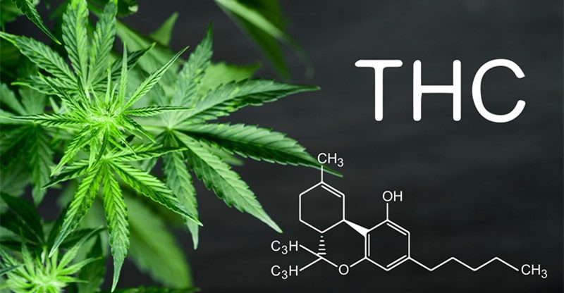 Nervousness Administration: THC vs. THCA, Which One Comes Out on High