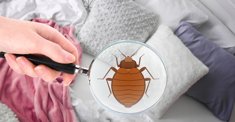 How Can Mattress Bug Infestation Have an effect on Your Well being