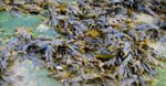 5 High Methods Bladderwrack Can Maintain You Wholesome