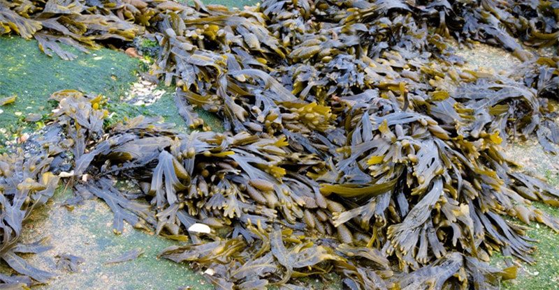 5 High Methods Bladderwrack Can Maintain You Wholesome