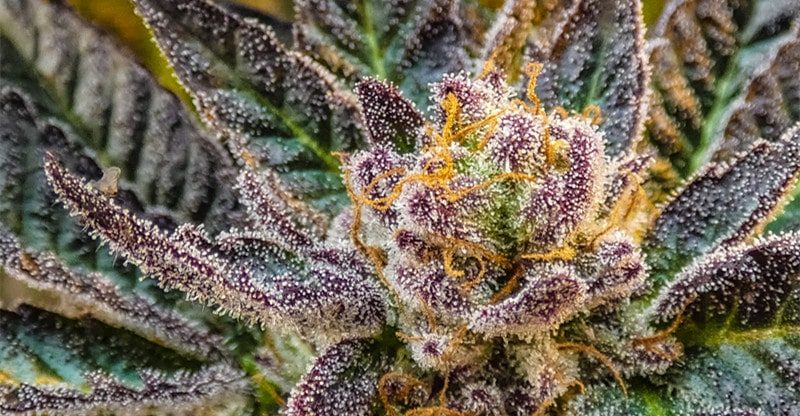 All the things You Want To Know About Hashish Trichomes