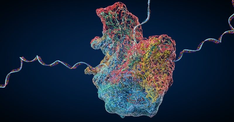 The Ribosome: Construction, Operate, And Location