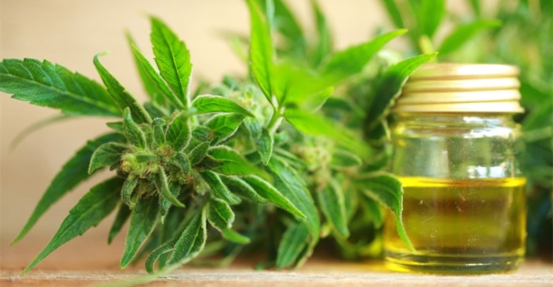 Advantages of Utilizing CBD Oil for Ache